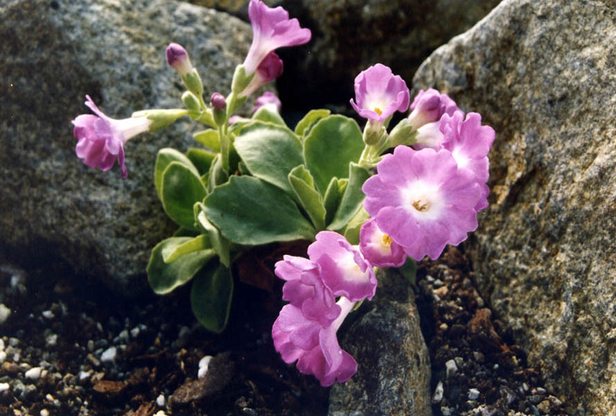 Primula allionii 'Beatrice Wooster' photo